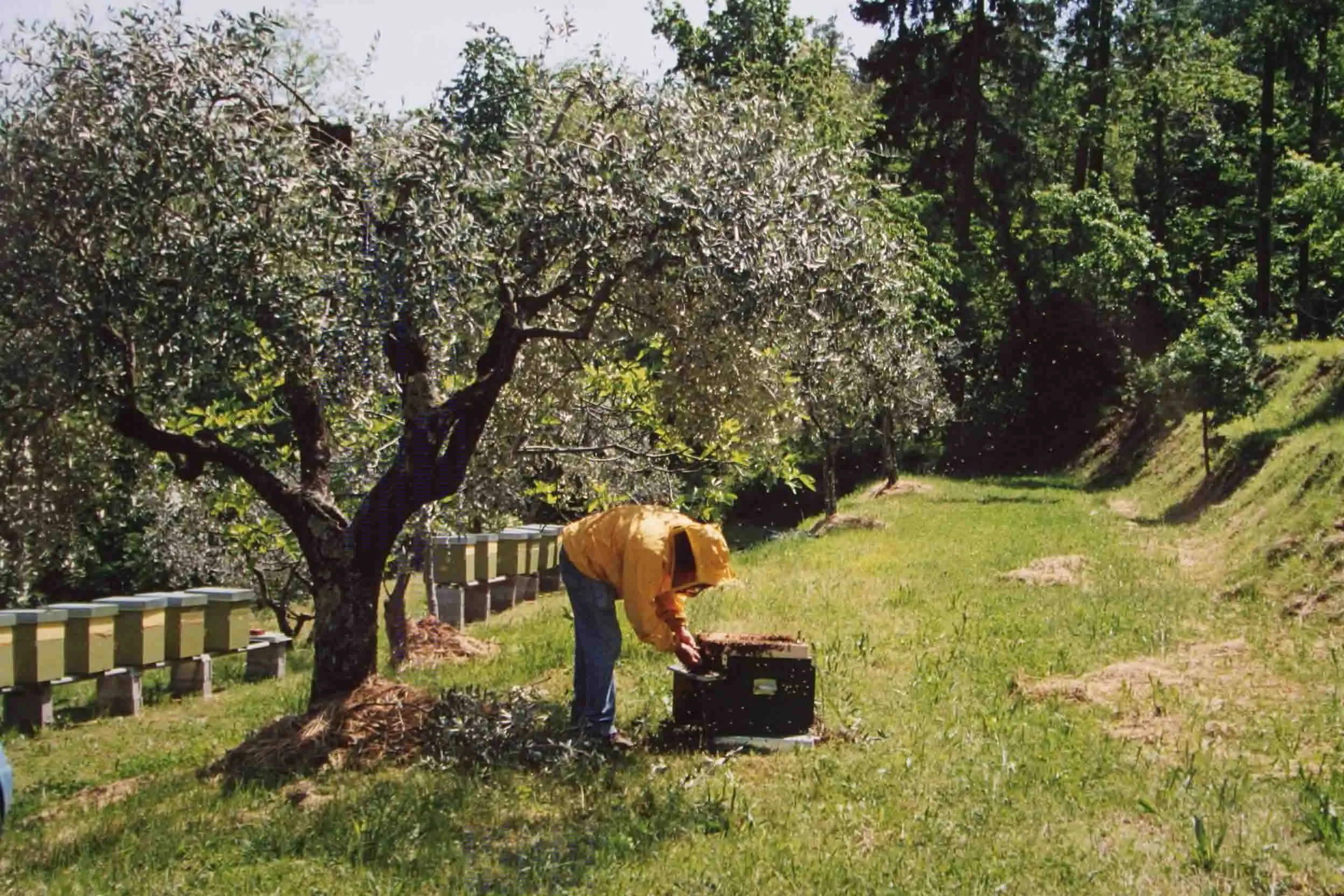 Ulivi secolari nel parco privato del casale